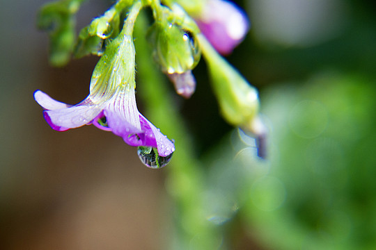 雨露滋润三叶花