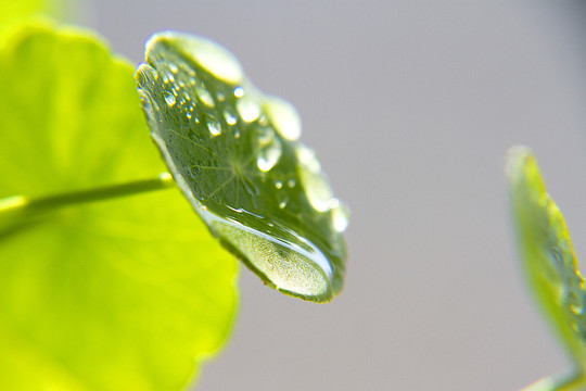 雨露滋润铜钱草