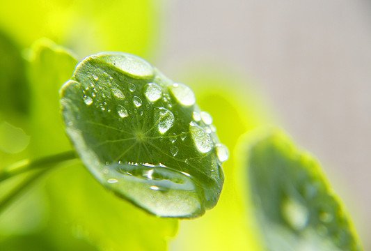 雨露滋润铜钱草