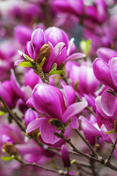 树枝上的几朵盛开的紫玉兰花