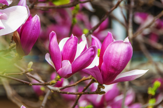 树枝上的两朵盛开紫玉兰花