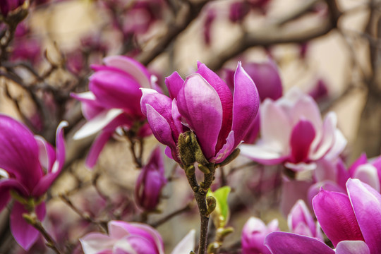 树枝上的一朵盛开紫玉兰花