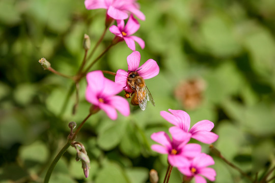 蜜蜂