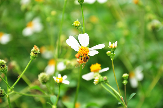 鬼针草花采蜜