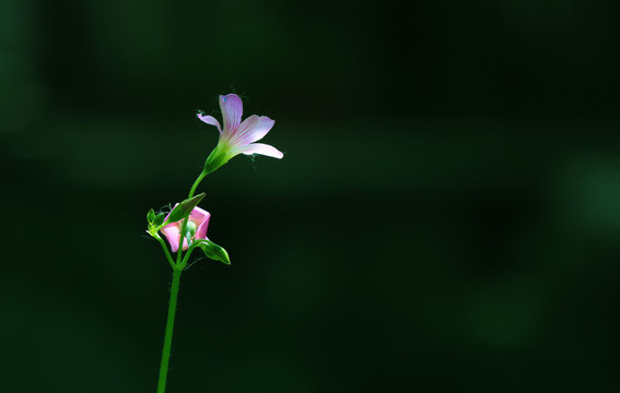 简洁花背景