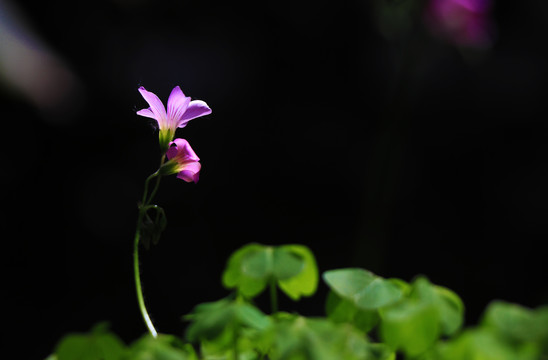 简洁花背景