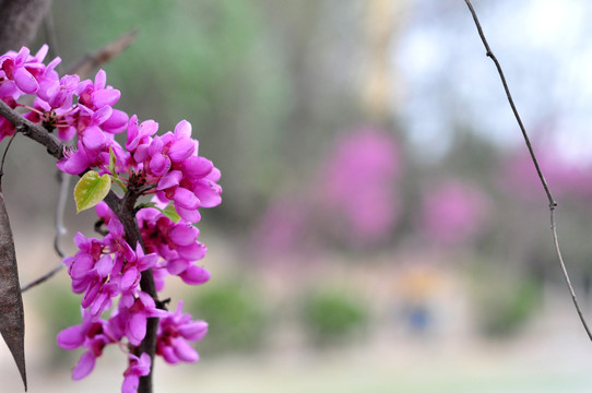 丁香花