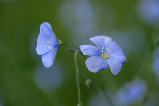 蓝亚麻花