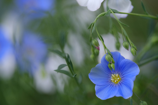 蓝亚麻花