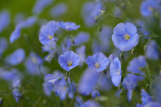 蓝亚麻花