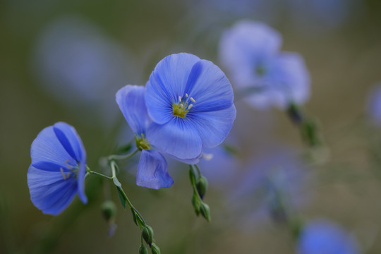 蓝亚麻花