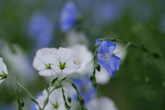 白色亚麻花