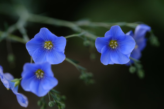 蓝亚麻花