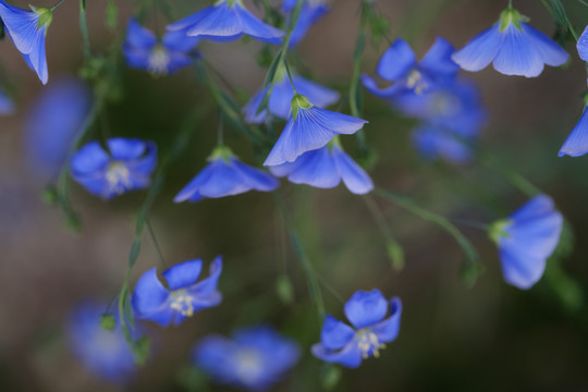 亚麻花