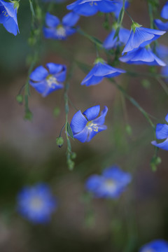 亚麻花