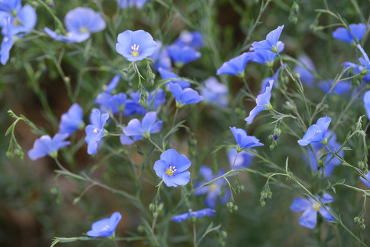 亚麻花