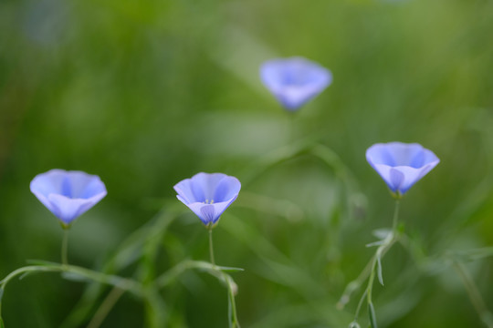 亚麻花