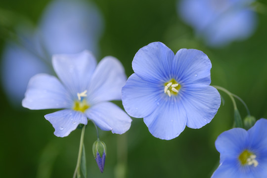 蓝色亚麻花