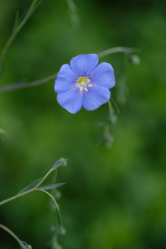 蓝色亚麻花