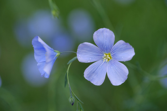 蓝色亚麻花