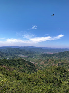 野山老鹰