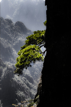 三清山松树