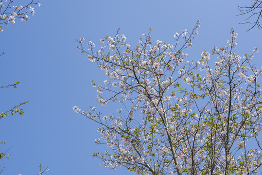 一树花开