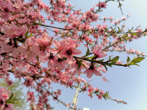 唯美桃花