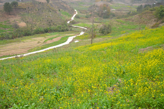 山区油菜花