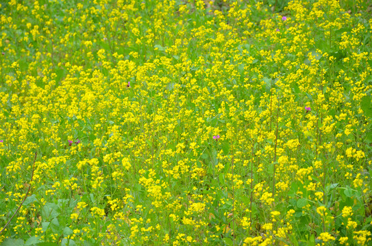 山区油菜花