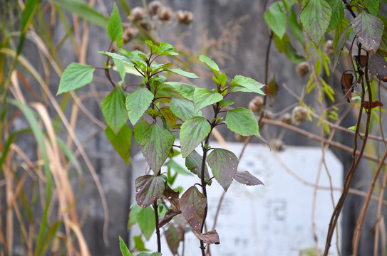 野草绿叶