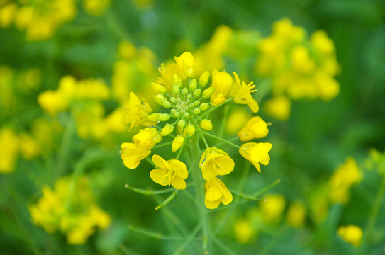 油菜花