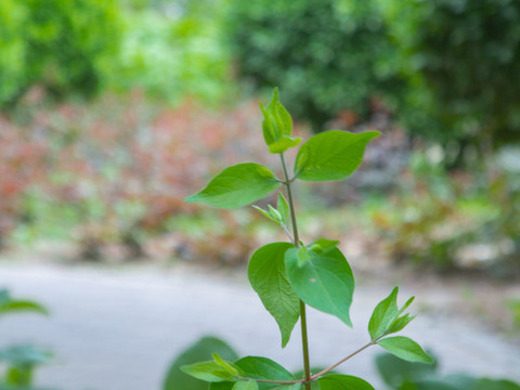 生长着绿色叶子的小树苗植物