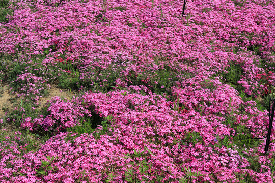 小花背景