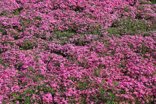 小花背景