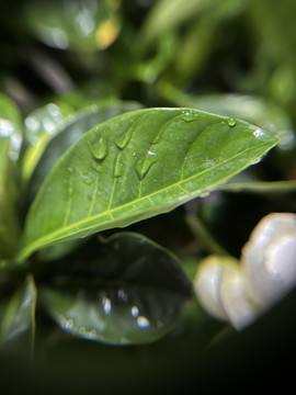 栀子花花卉叶子