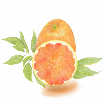 手繪橙子