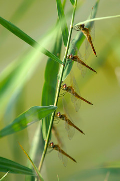 蜻蜓