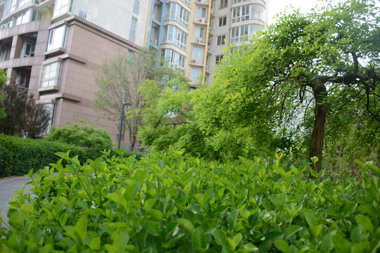 小区植物绿化