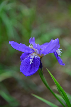 鸢尾花