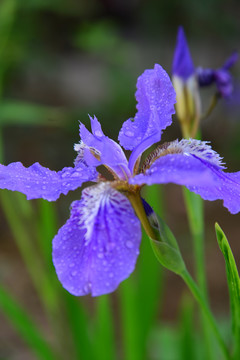 鸢尾花