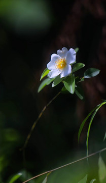 山茶花