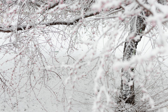 雪中花