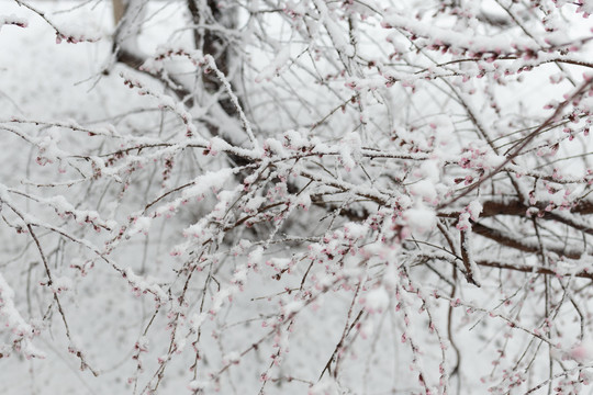 雪中花