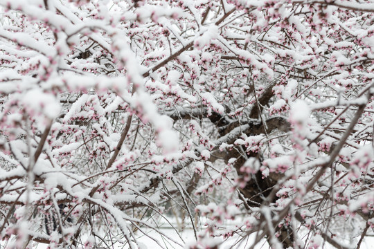 雪中花