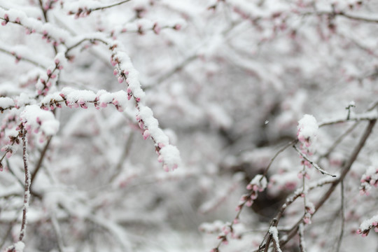 雪中花