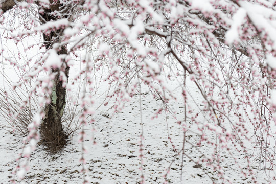 雪中花