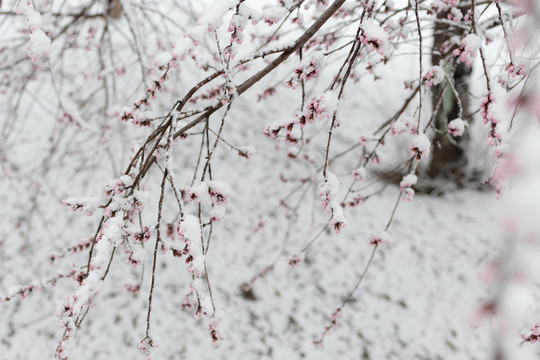 雪中花