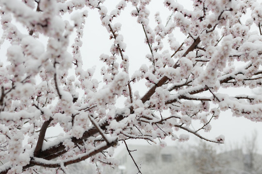 雪中花