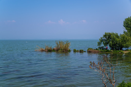 湖泊水柳